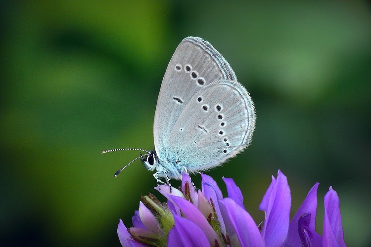 Small Blue