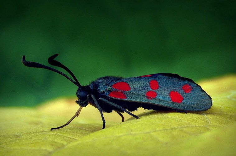 Six-Spot Burnet