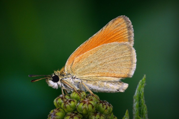 ... Essex Skipper