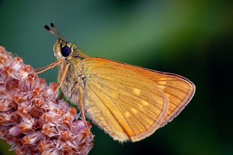 ... Large Skipper