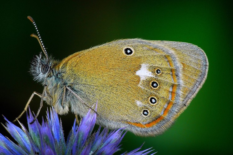 ... chestnut heath