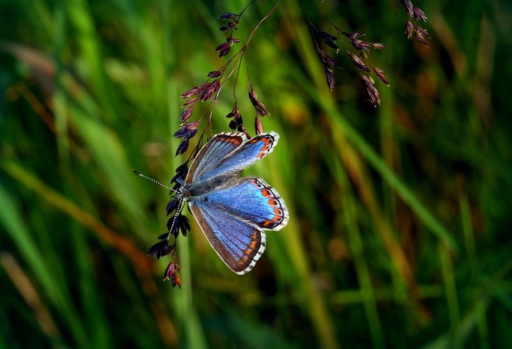 ...  adonis blue