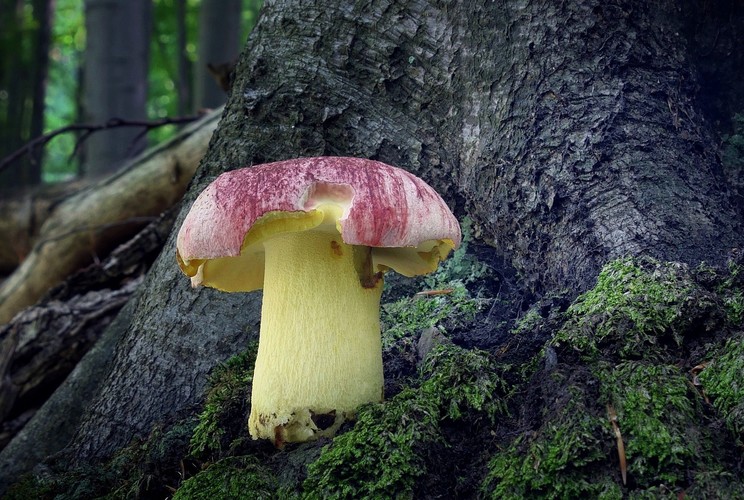 ... Royal Bolete