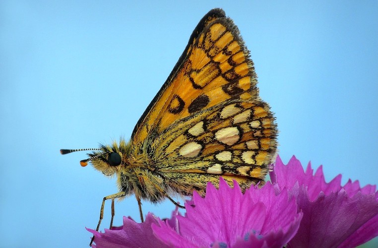 ... arctic skipper