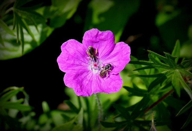 ... bloody crane's-bill