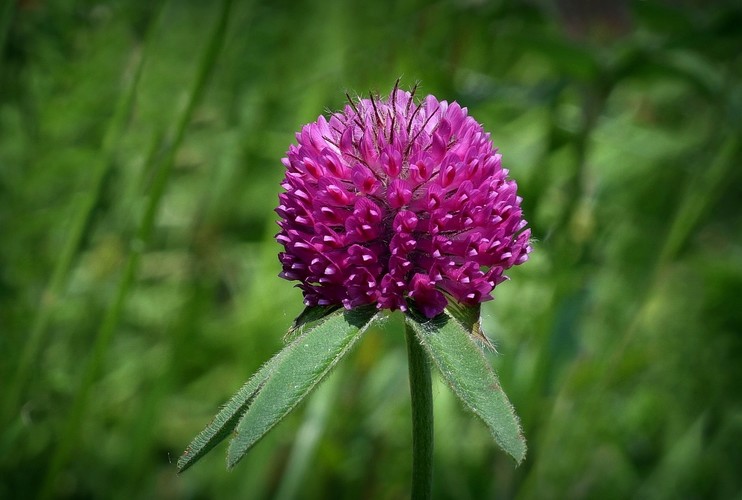 ... owl-head clover