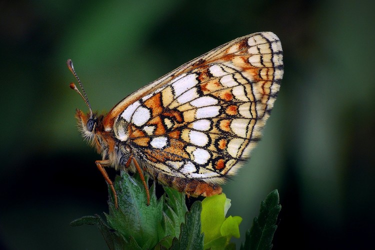 ...  nickerl's fritillary