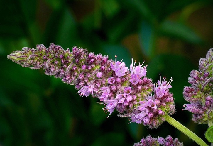 ... horse mint