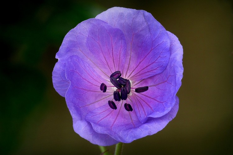 ... meadow cranesbill