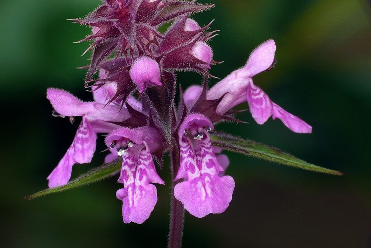 ... spotted deadnettle