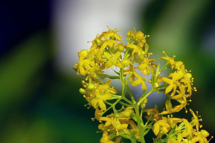 ... lady's bedstraw