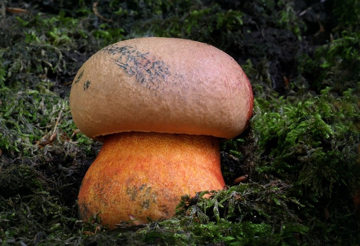 ... oldrose bolete