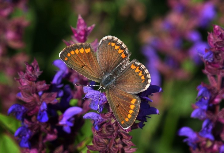 ... brown argus