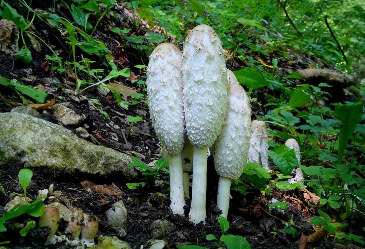 ... shaggy mane