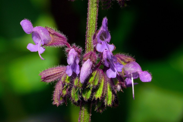 ... lilac sage