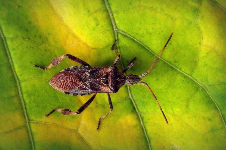 ... western conifer seed bug