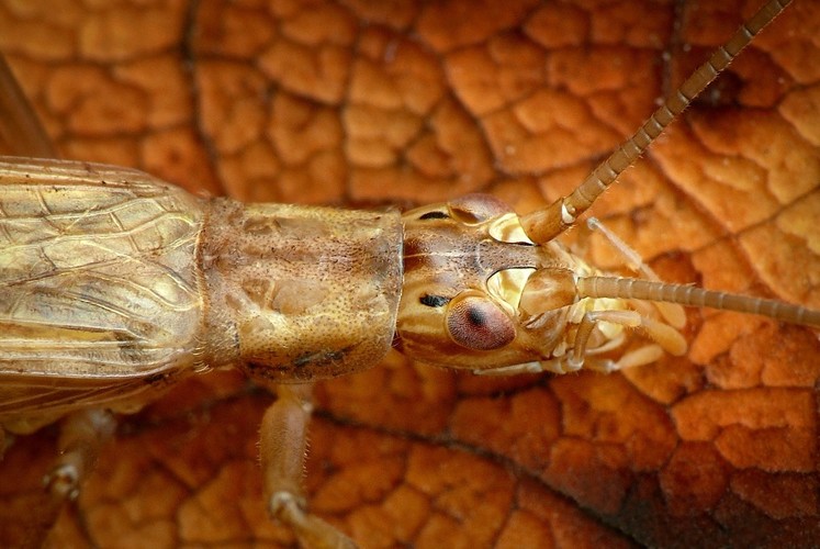 ... Italian tree cricket