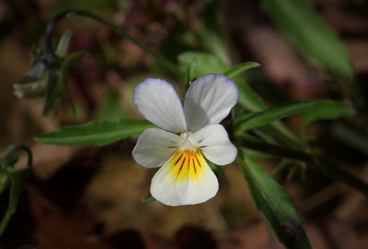 ... field pansy