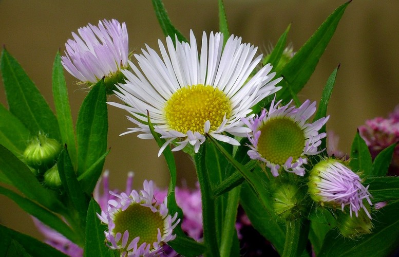 ... daisy fleabane