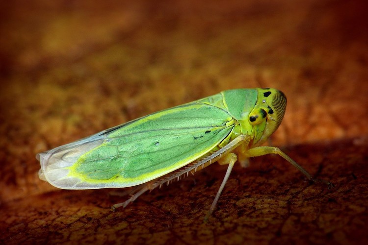 ... green leafhopper