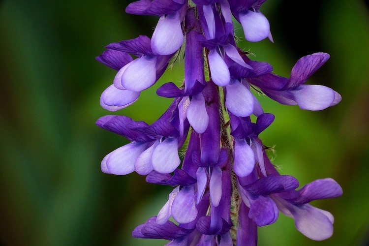 ... fine- leaf vetch