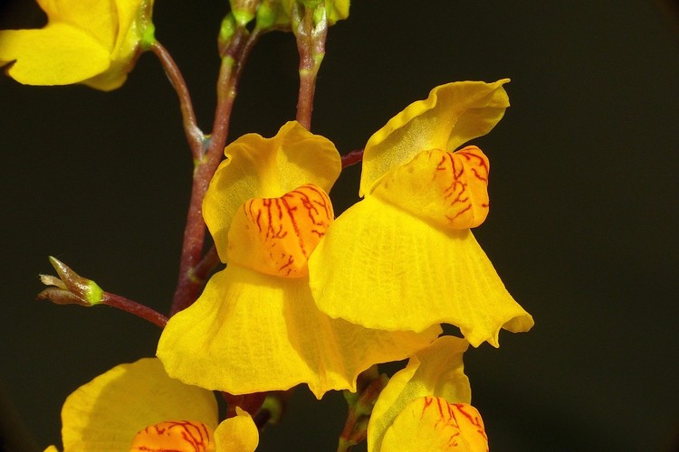 ...  southern bladderwort