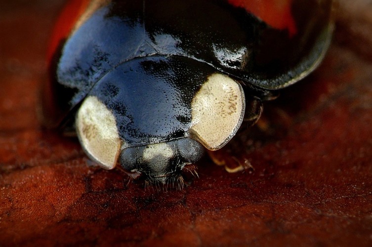 ... harlequin ladybird