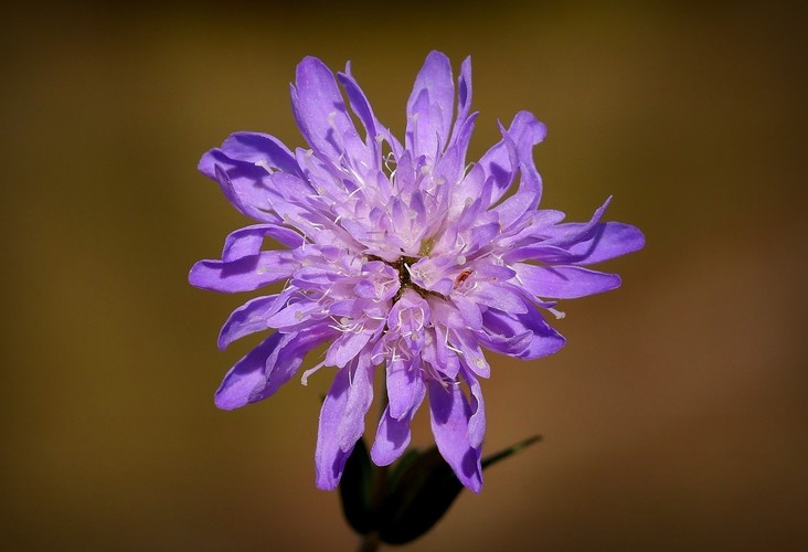 ... field scabious