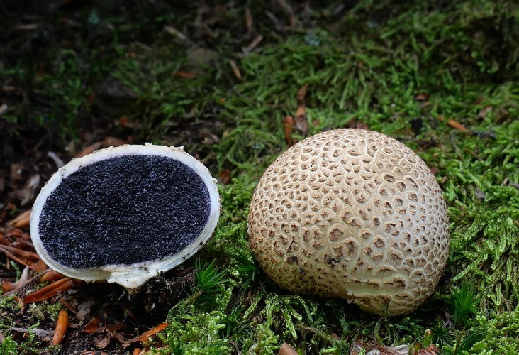 ... common earthball