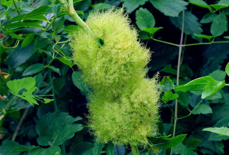 ... Robin's pincushion