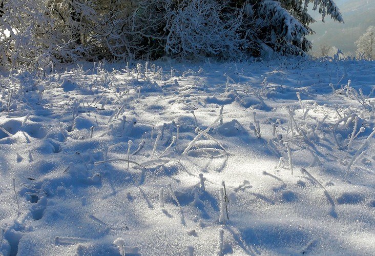 ... zapadaná paša