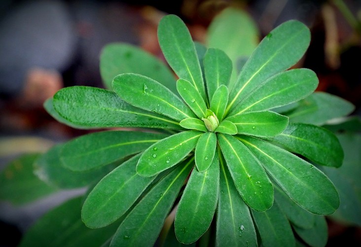 ... wood spurge