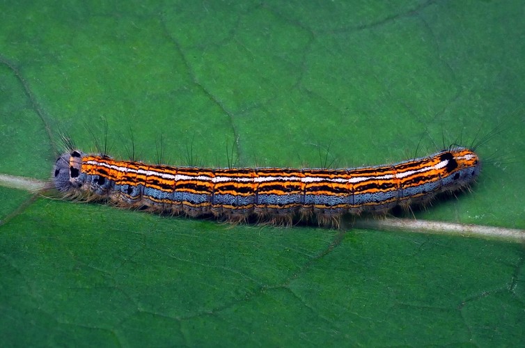 ...  bombyx caterpillar