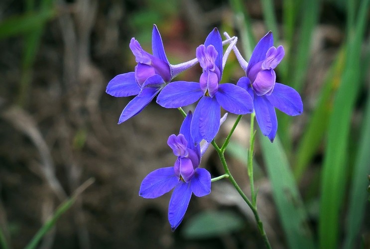 ... forking larkspur