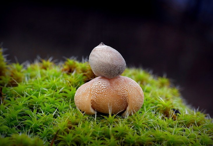 ... tiny earthstar