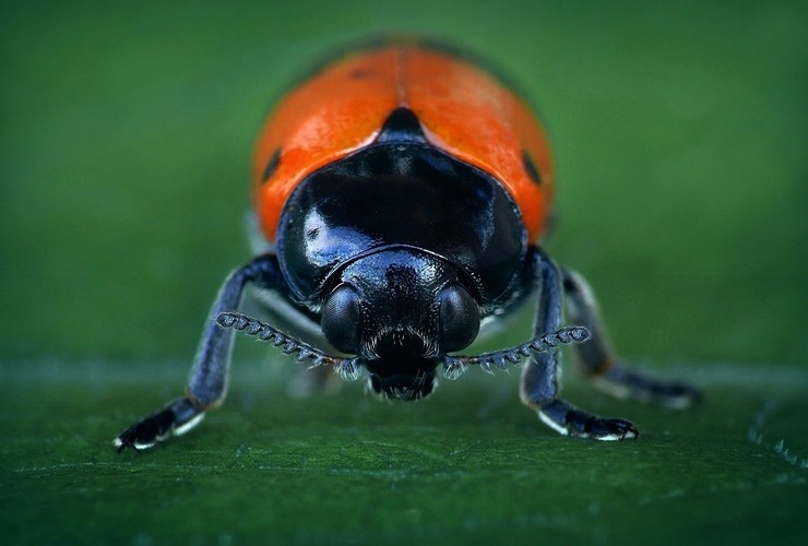 ... ant bag beetle