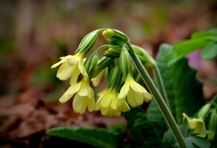 ... oxlip