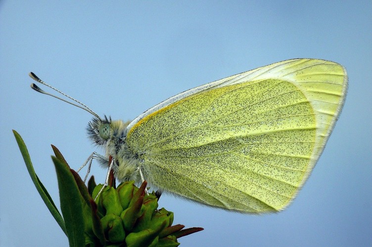 ... Small White