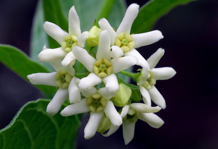 ... white swallow -wort