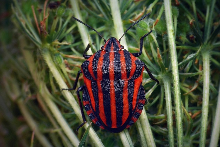 ... striped bug