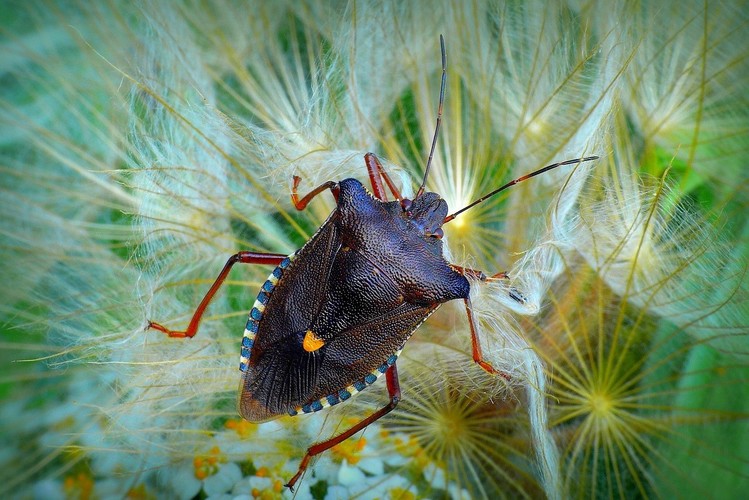 ... red-legged shieldbug