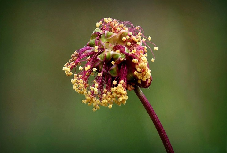 ... salad burnet