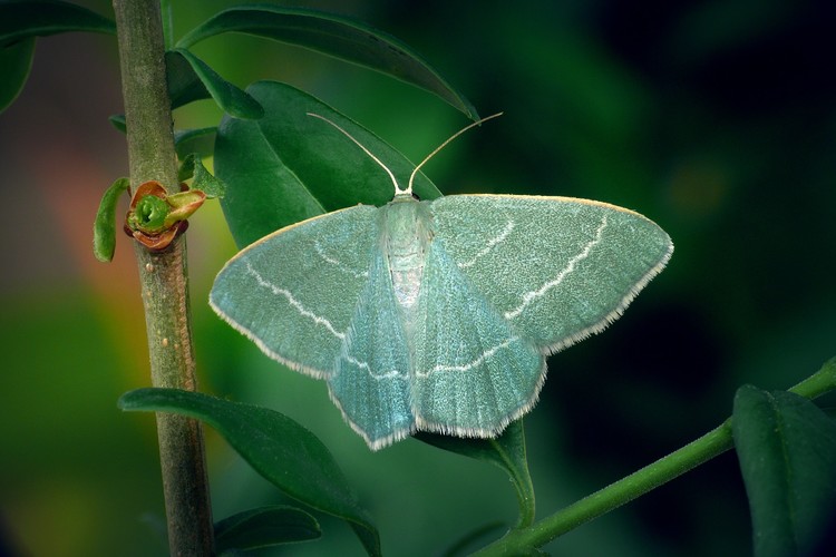 ... small grass emerald