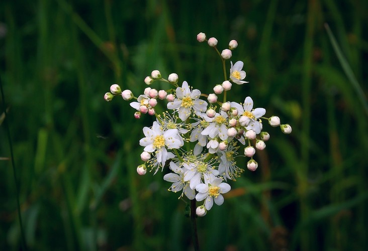 ... fern-leaf dropwort