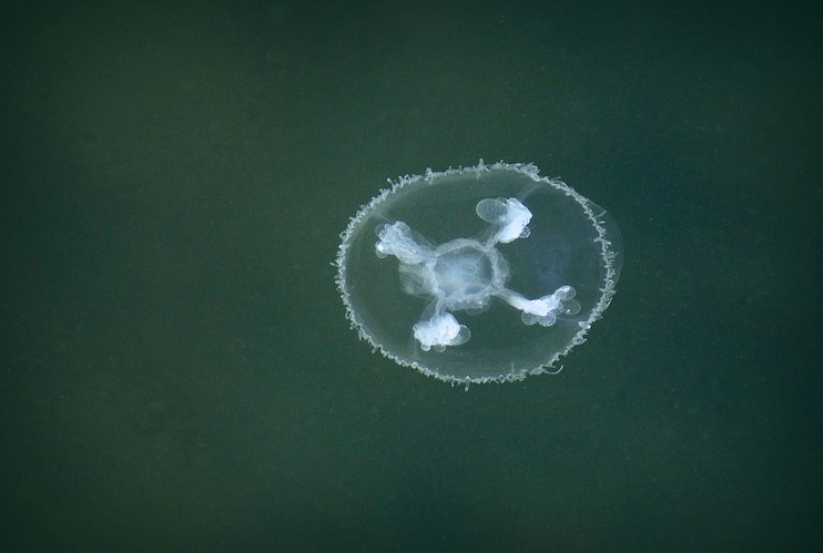 ... peach blossom jellyfish