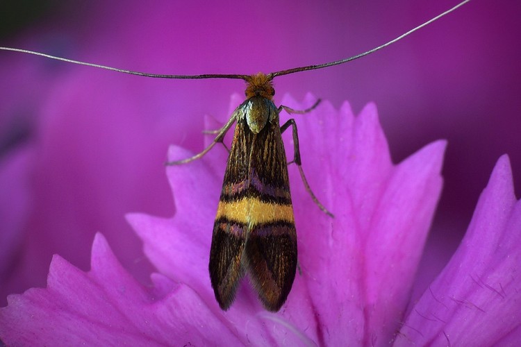 ... small barred long-horn