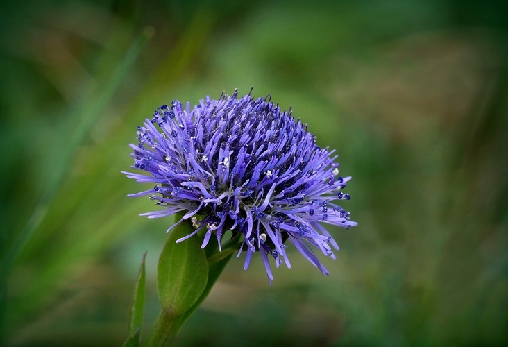 ... common ball flower