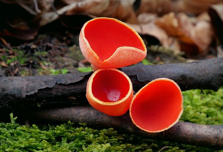 ... ruby elfcup