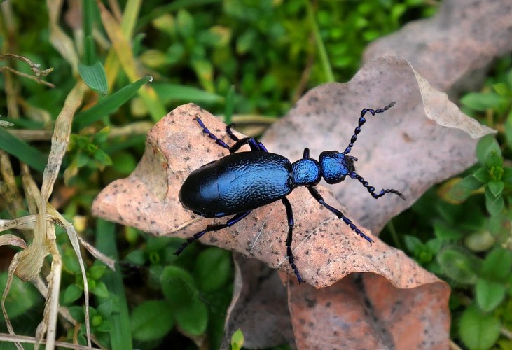 ... violet oil beetle