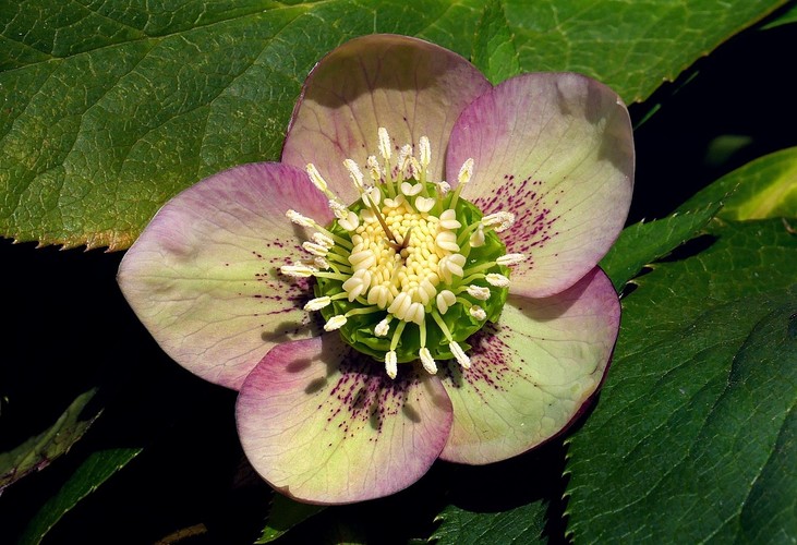 ... lenten rose